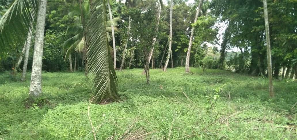 Commercial Land for Sale in Veyangoda