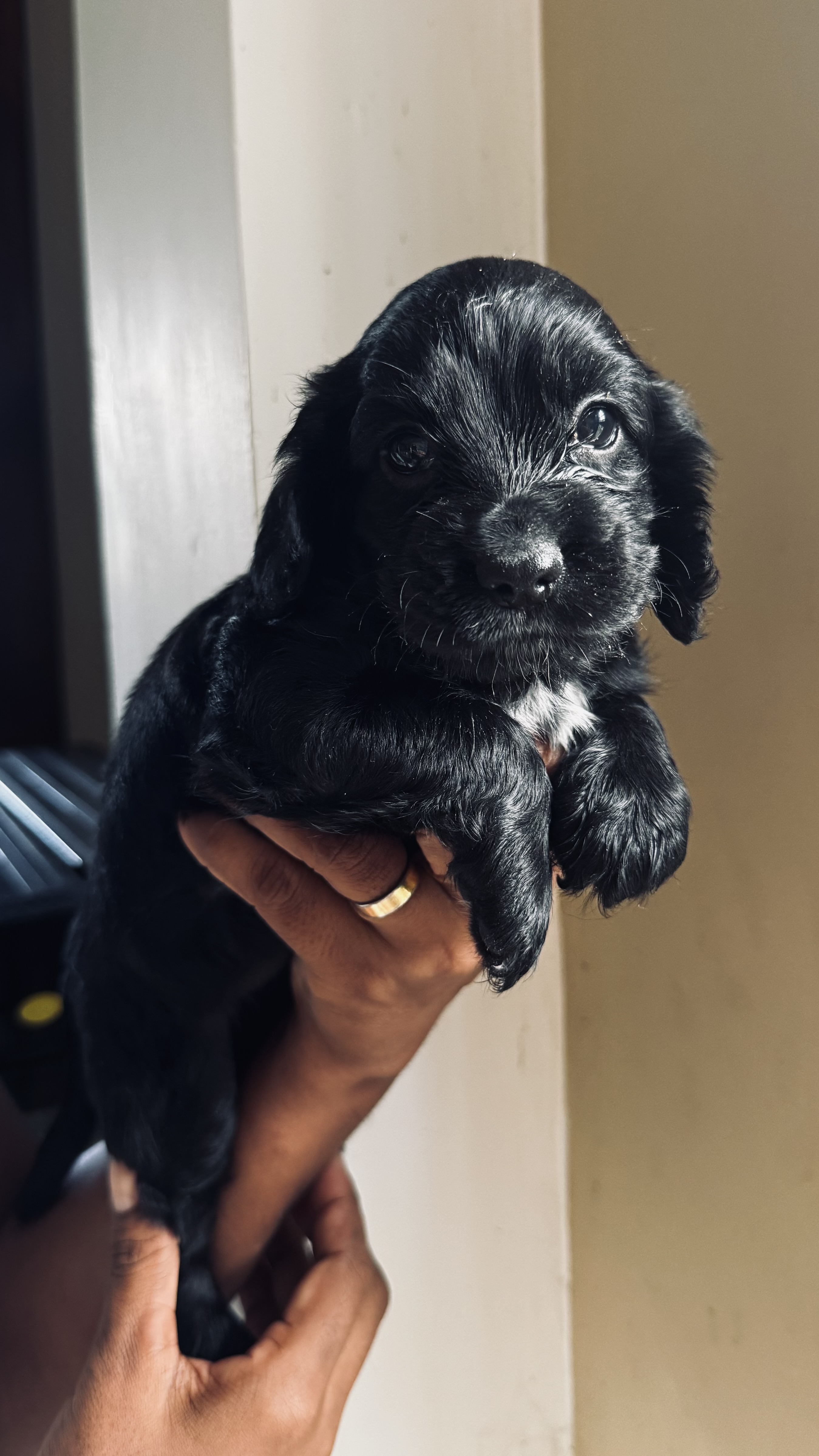 Cocker Spaniel Puppies