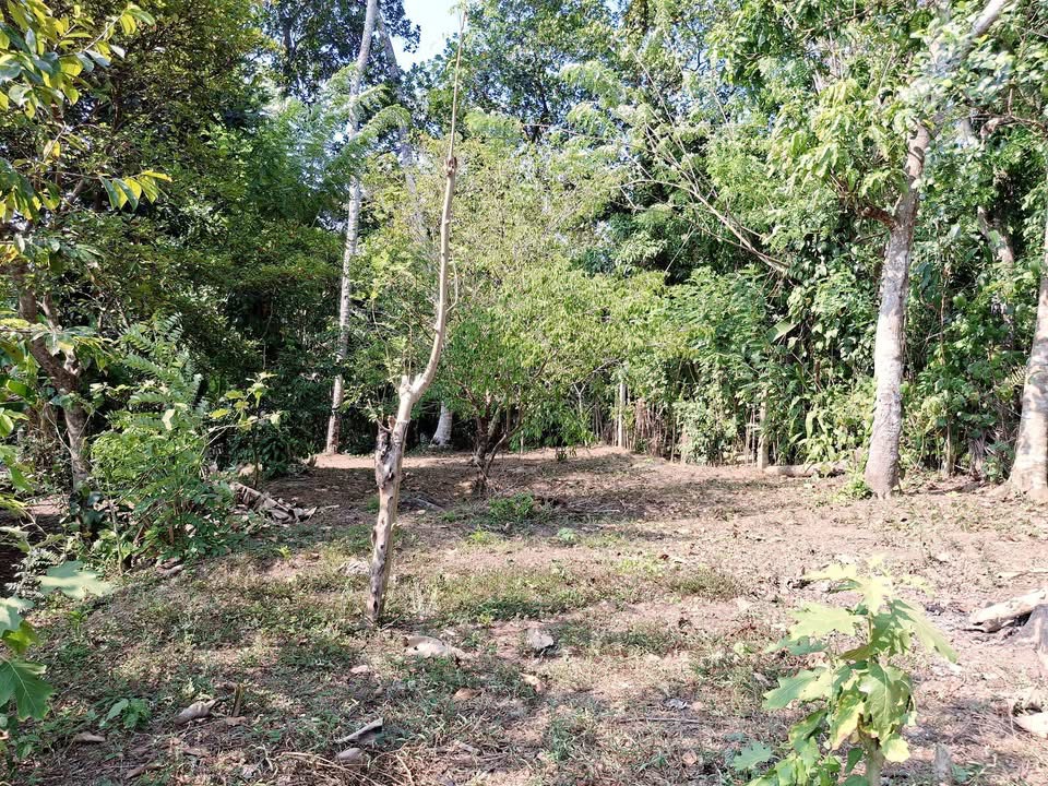 Agricultural Land for Sale in Panadura