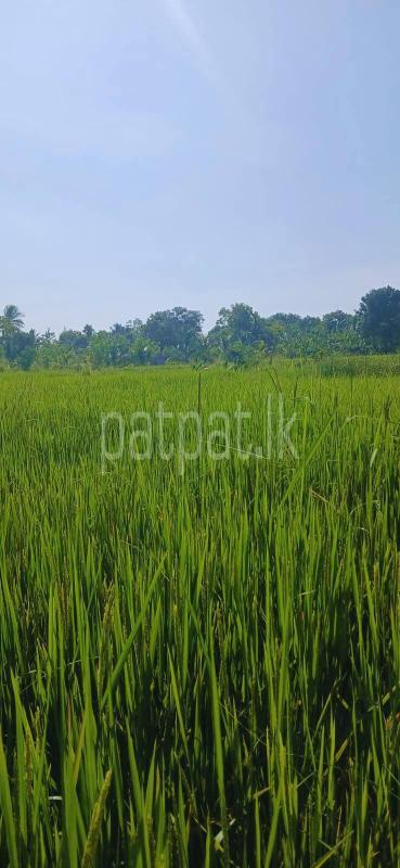 Agricultural Land for Sale in Sella Kataragama