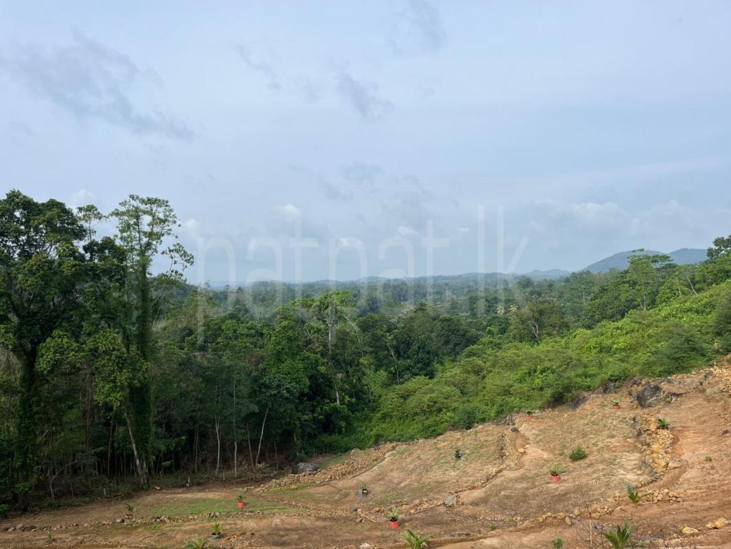 Agricultural Land for Sale in Handapangoda ads-image-1