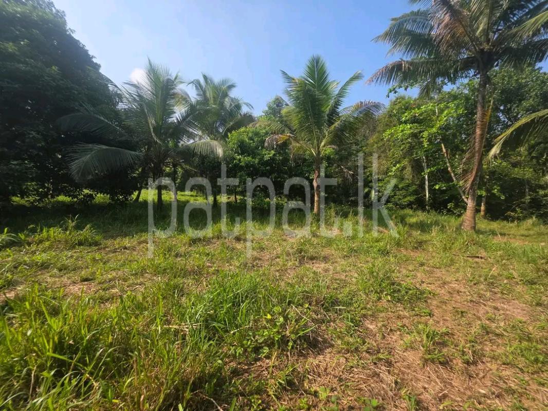 Agricultural Land for Sale in Piliyandala