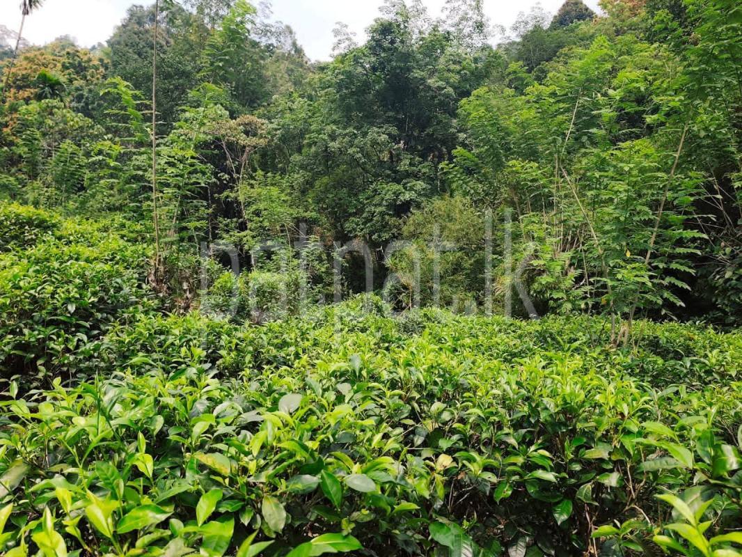 Residential Land for Sale in Kitulwala