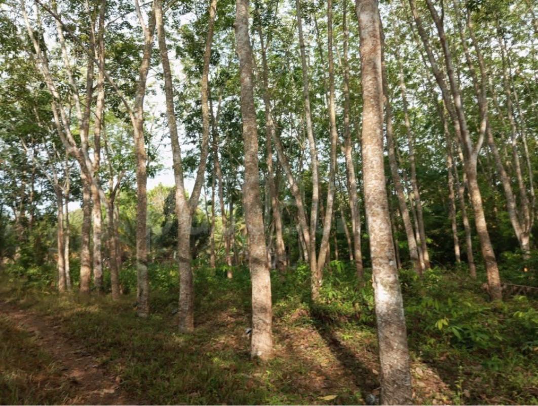 Agricultural Land for Sale in Gampaha