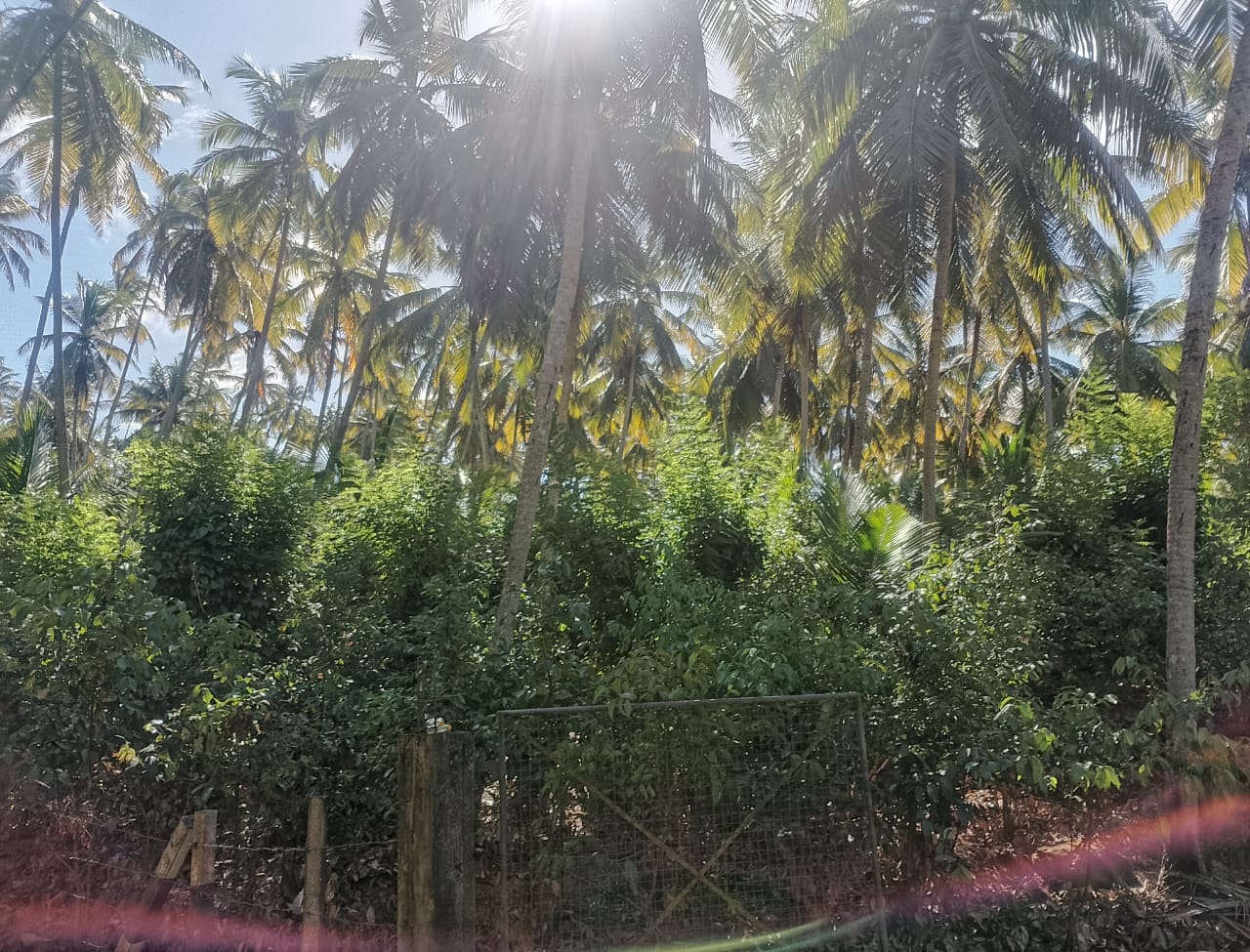 Agricultural Land for Sale in Hambantota ads-image-1