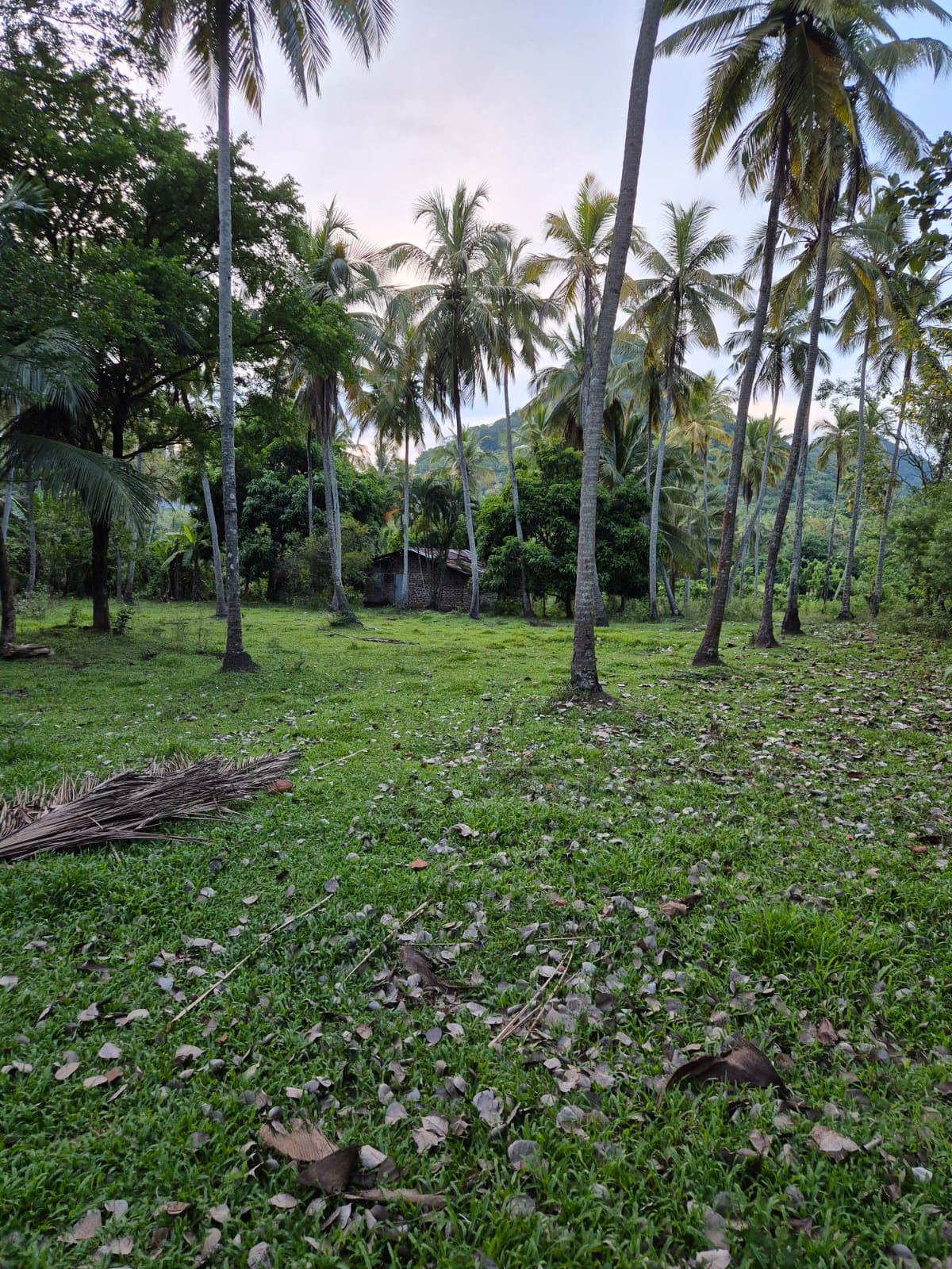 Agricultural Land for Sale in Ibbagamuwa