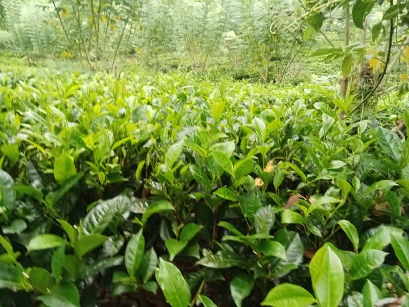 Agricultural Land for Sale in Deniyaya