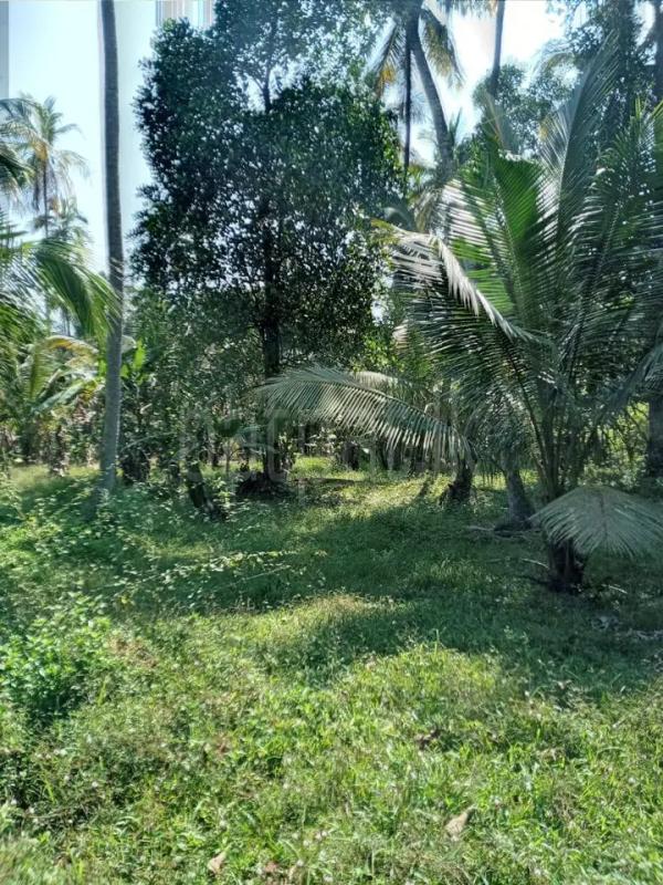Commercial Land for Sale in Minuwangoda