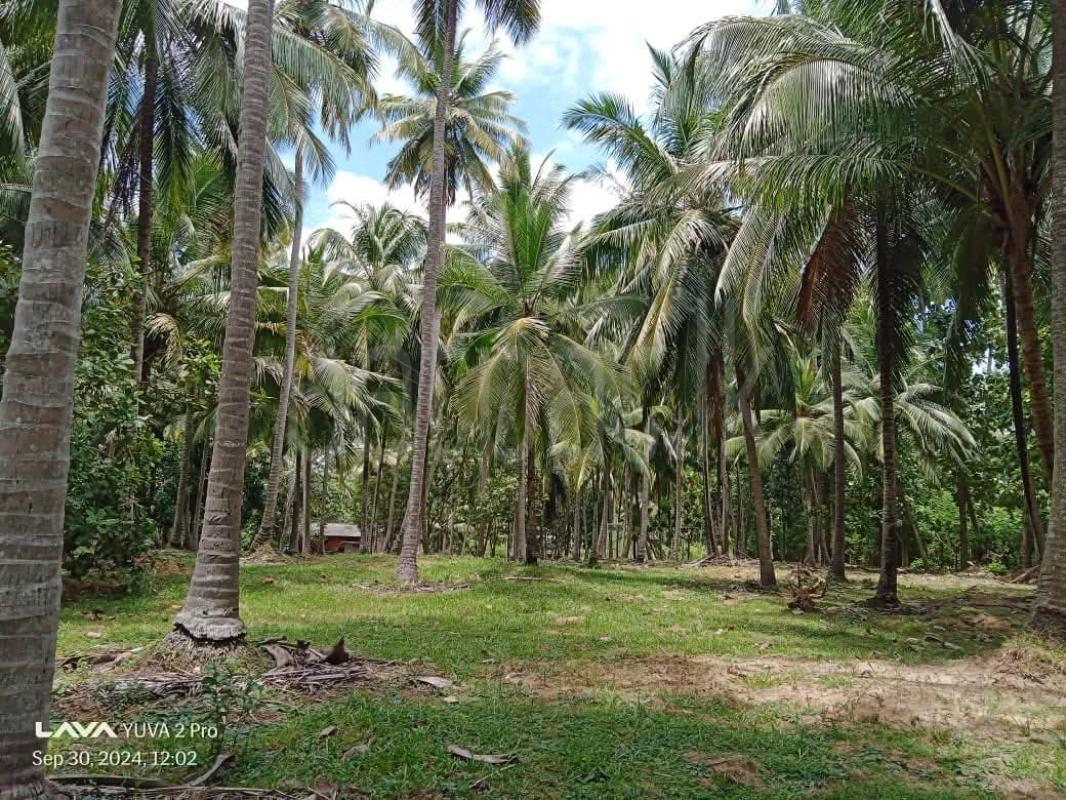 Agricultural Land for Sale in Wariyapola