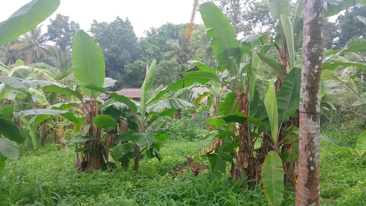 Commercial Land for Sale in Divulapitiya