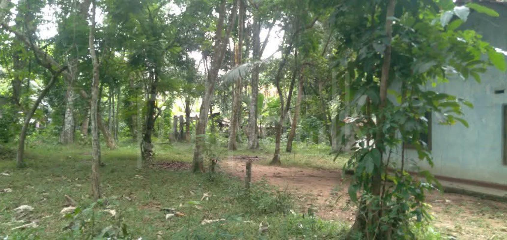 Agricultural Land for Sale in Mirigama ads-image-1