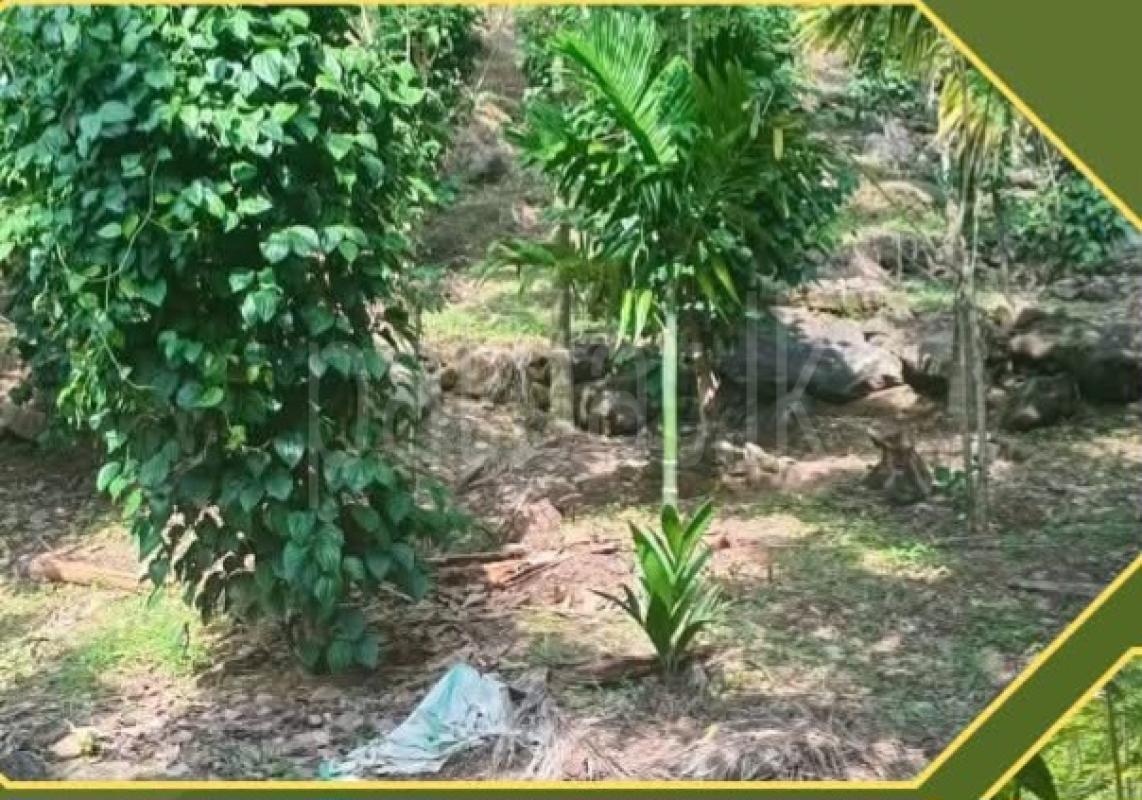 Agricultural Land for Sale in Hemmatagama ads-image-1
