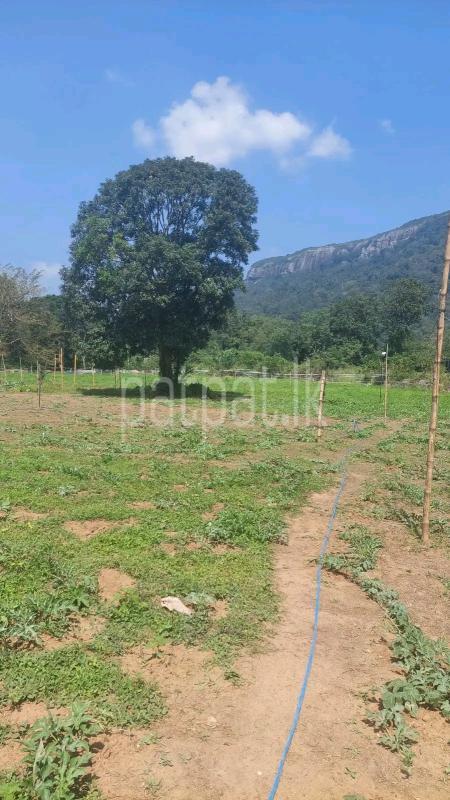 Agricultural Land for Sale in Kotmale
