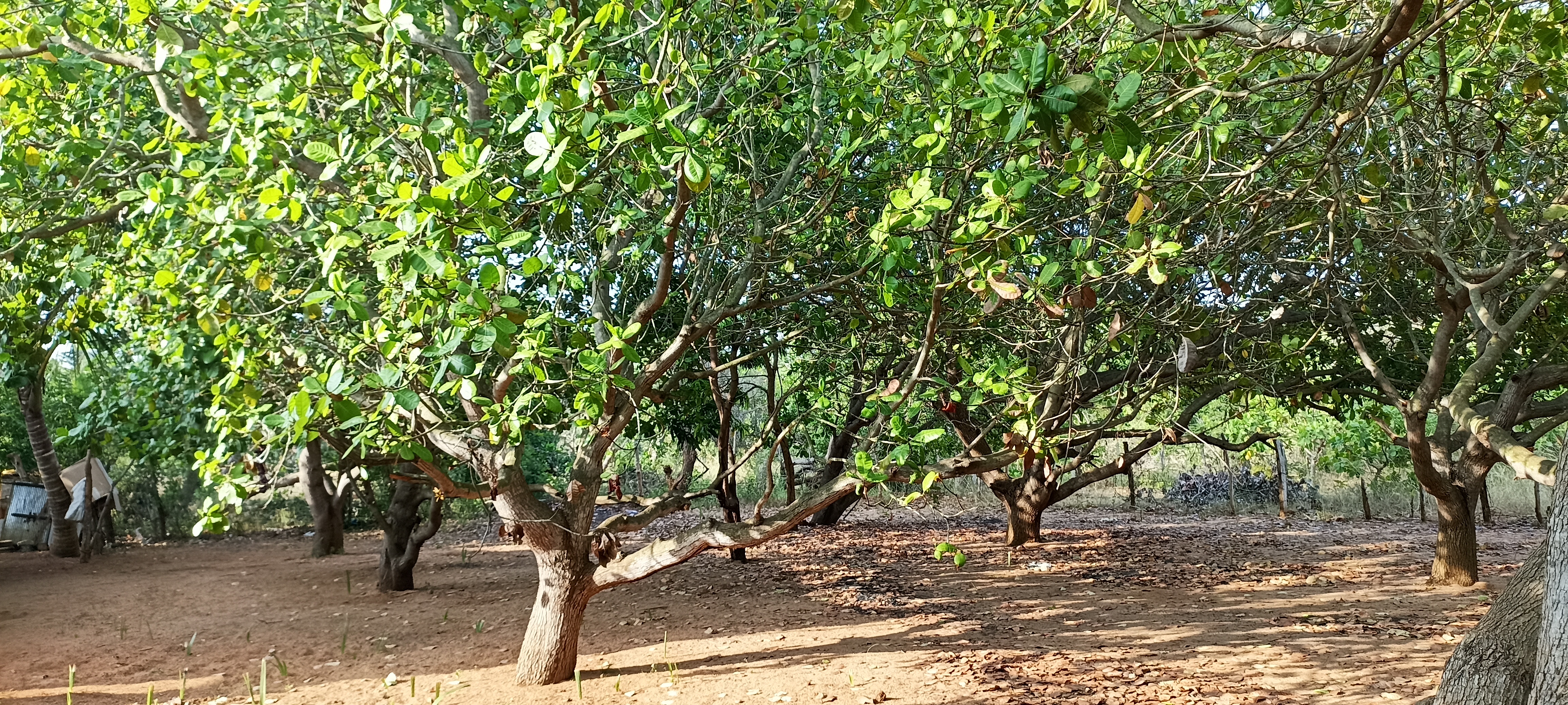 Residential Land for Sale in Puttalam