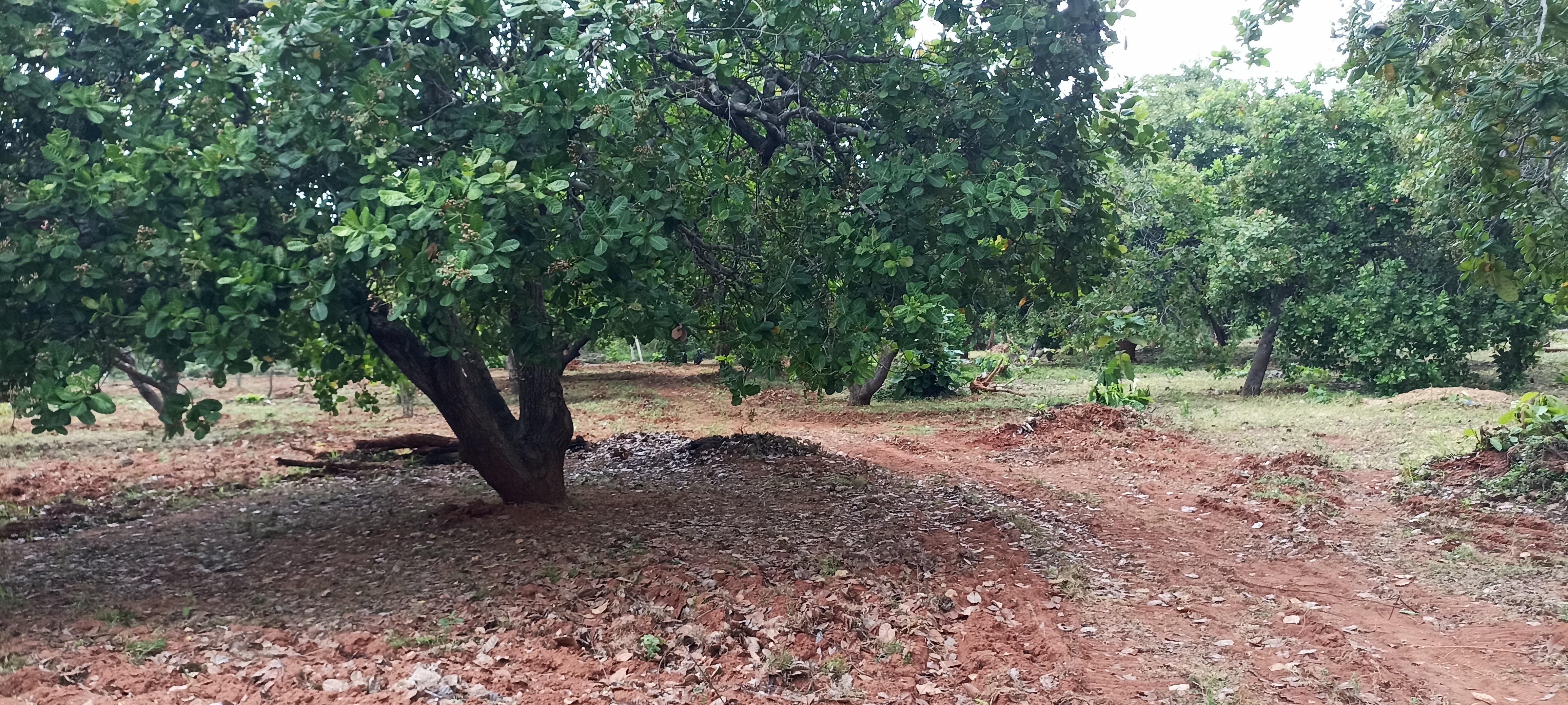 Agricultural Land for Sale in Puttalam