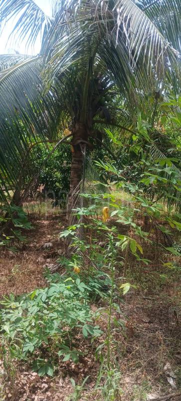 Agricultural Land for Sale in Kataragama
