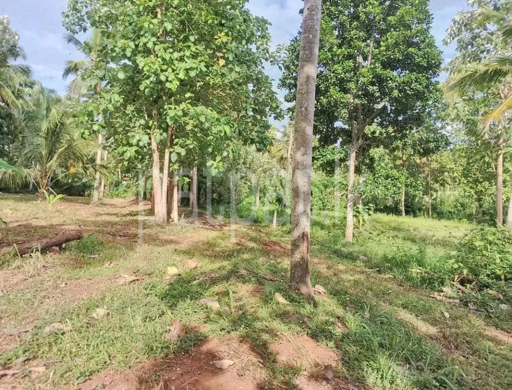 Agricultural Land for Sale in Maho