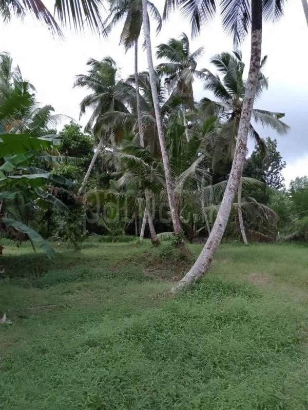 Residential Land for Sale in Divulapitiya ads-image-1