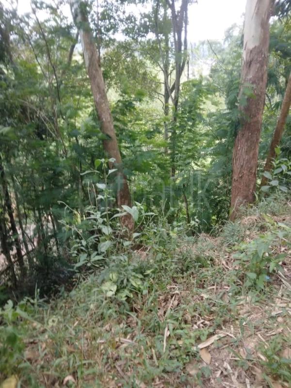 Agricultural Land for Sale in Mahiyanganaya ads-image-1