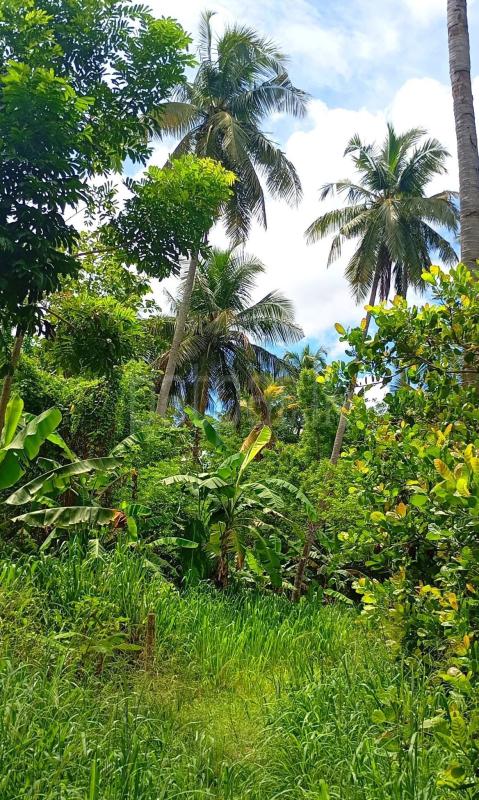 Commercial Land for Sale in Kobeigane