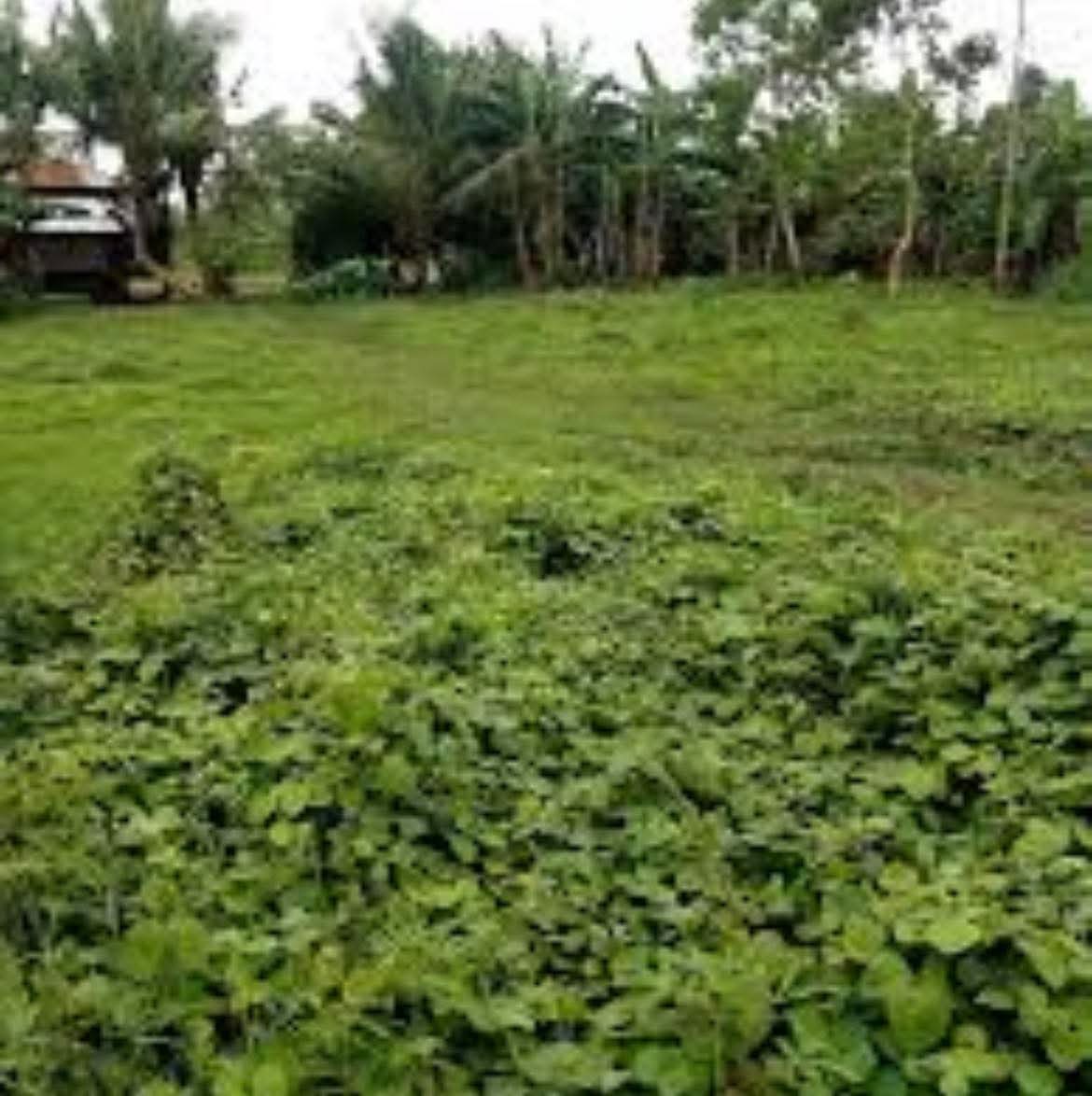 Agricultural Land for Sale in Lunugamwehera