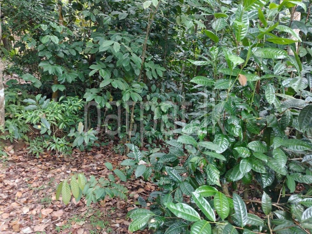 Residential Land for Sale in Gelioya