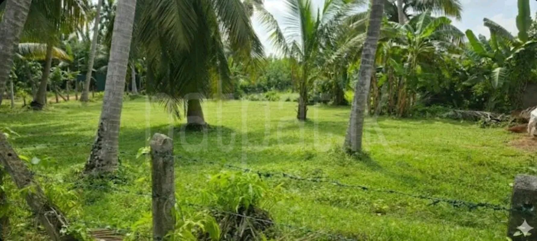 Residential Land for Sale in Maggona