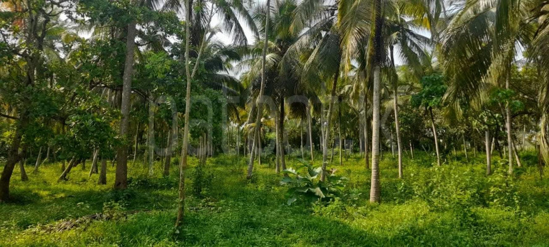 Agricultural Land for Sale in Wariyapola