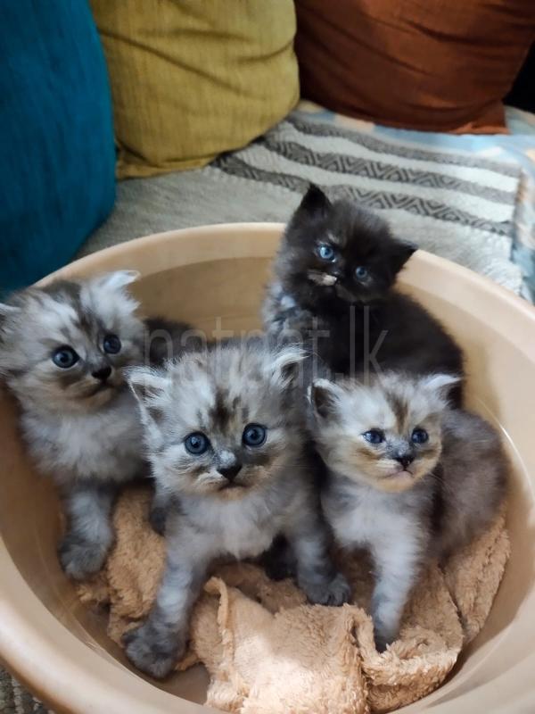 Persian cats ads-image-1