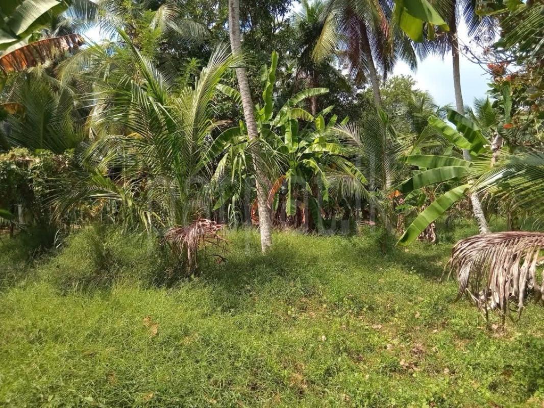 Agricultural Land for Sale in Gampaha