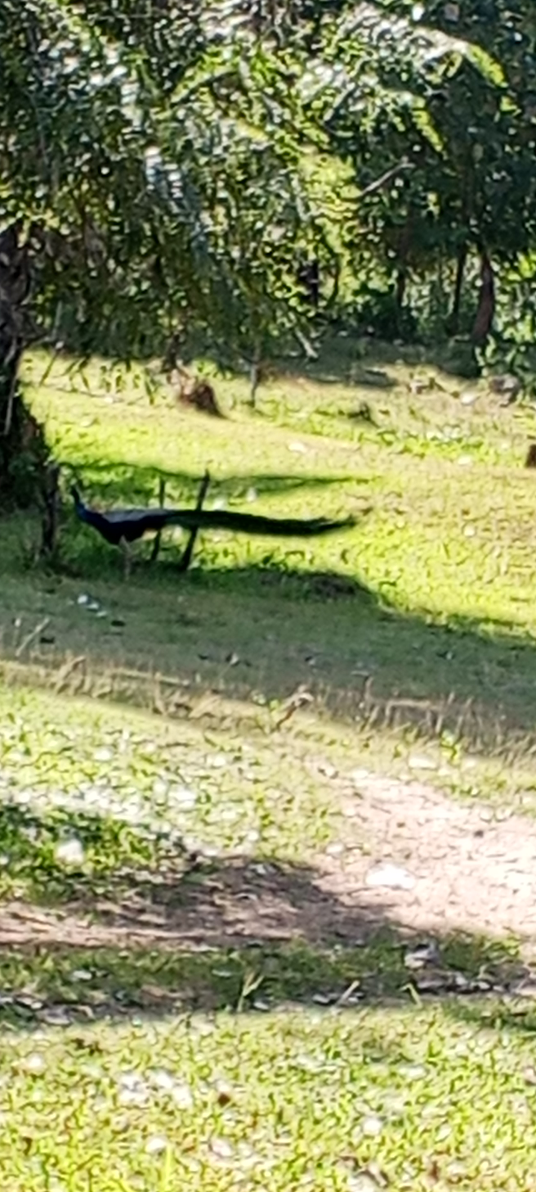 Residential Land for Sale in Pannipitiya ads-image-1