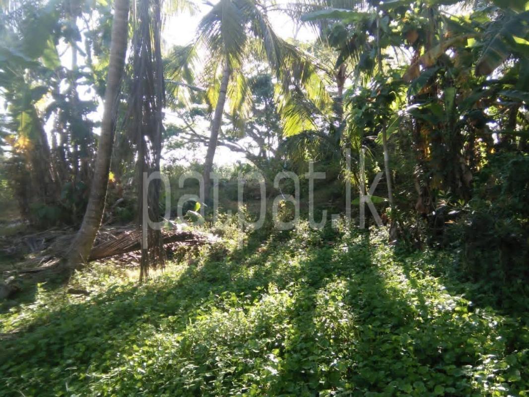 Agricultural Land for Sale in Weeraketiya