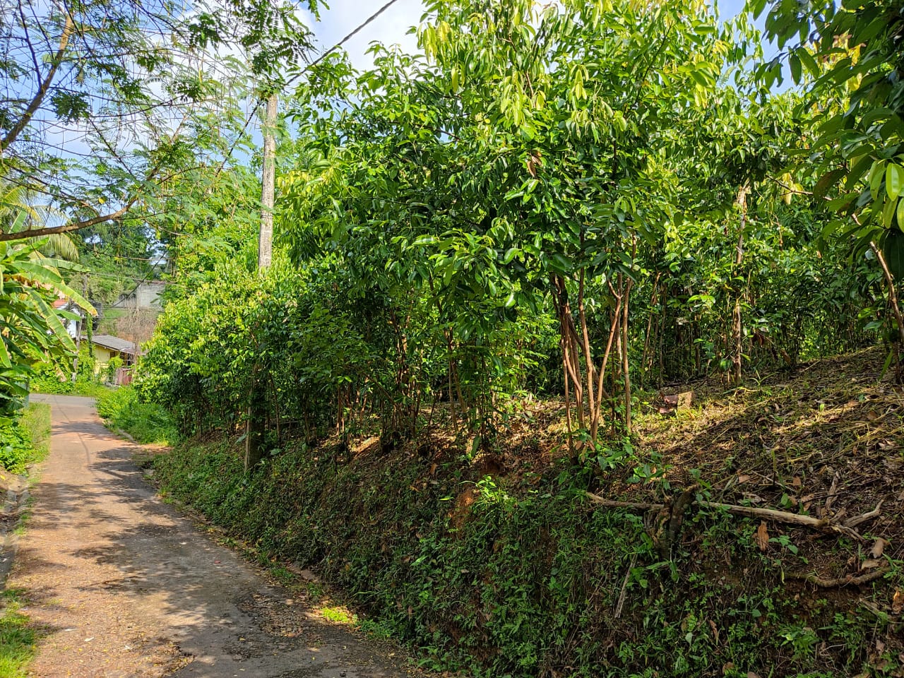 Residential Land for Sale in Ambalangoda ads-image-1