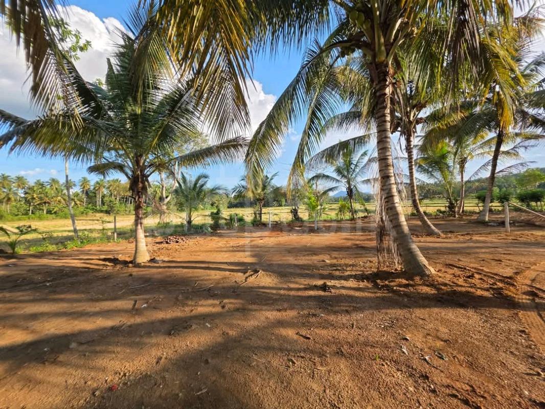 Agricultural Land for Sale in Ridigama ads-image-1