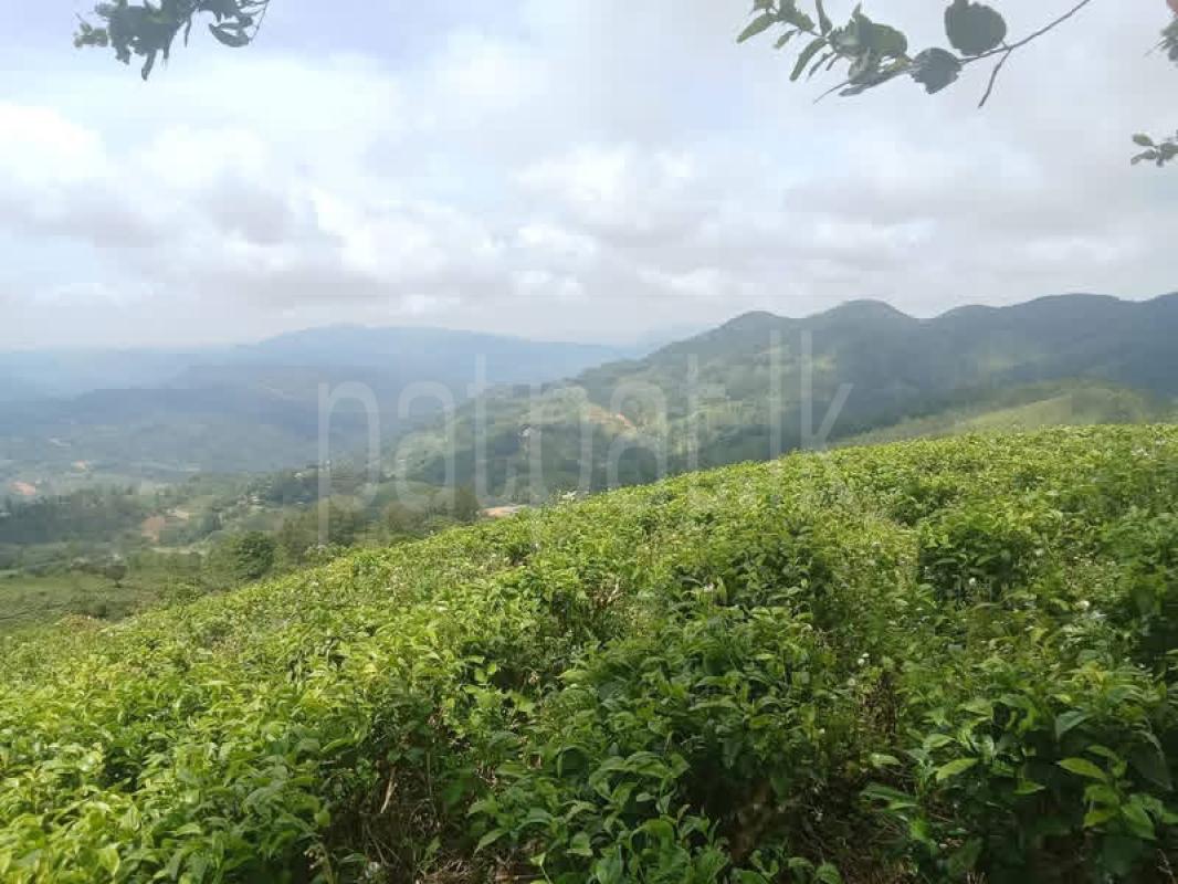 Agricultural Land for Sale in Adampan