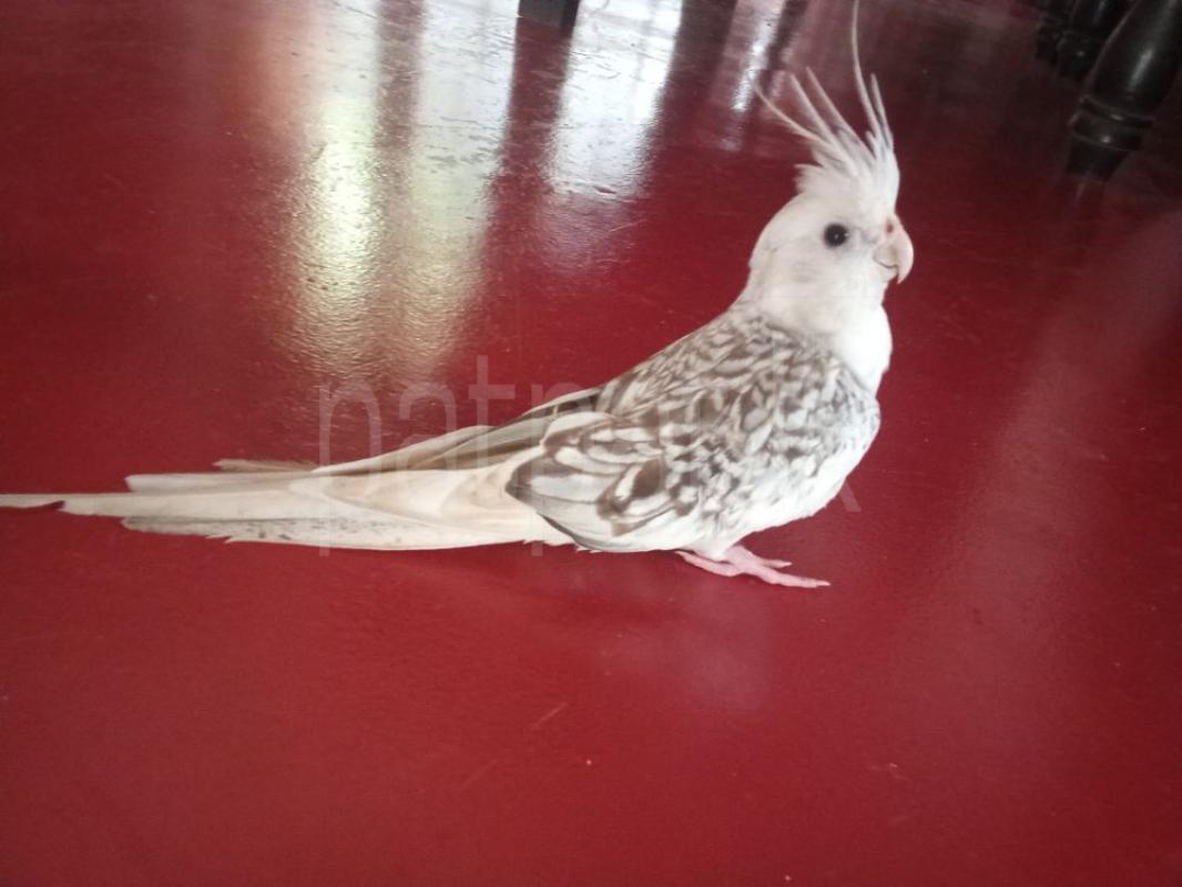 Advertisement image 4