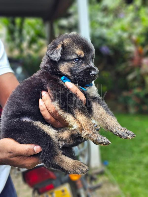 German Shepherd Puppies