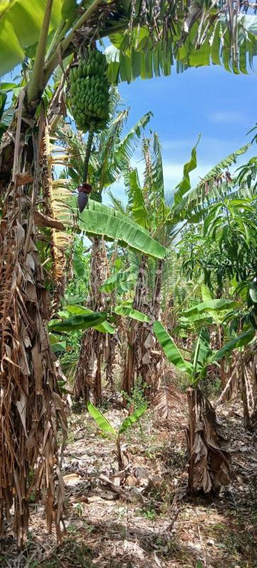 Agricultural Land for Sale in Sella Kataragama