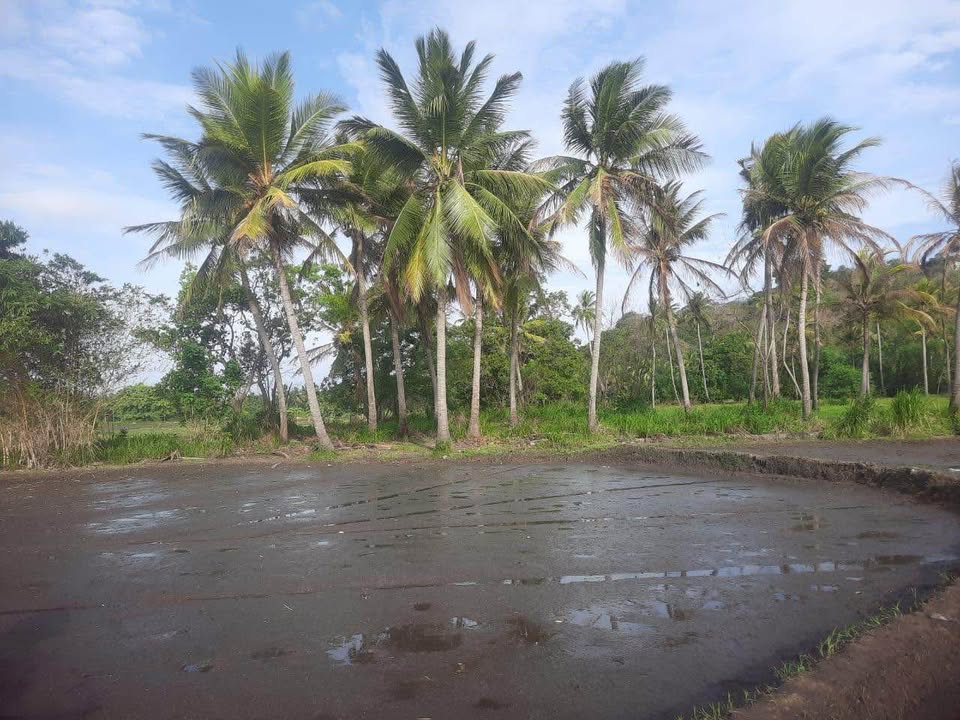 Commercial Land for Sale in Minneriya