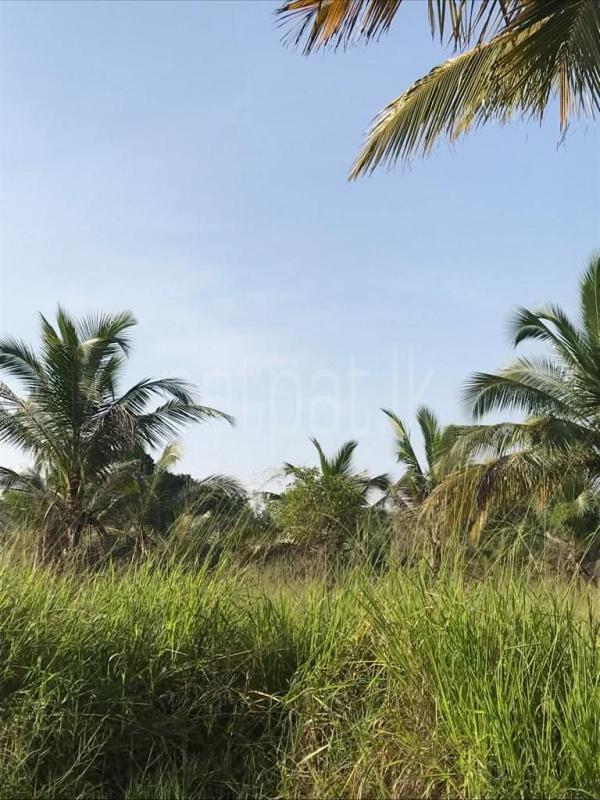 Agricultural Land for Sale in Puttalam