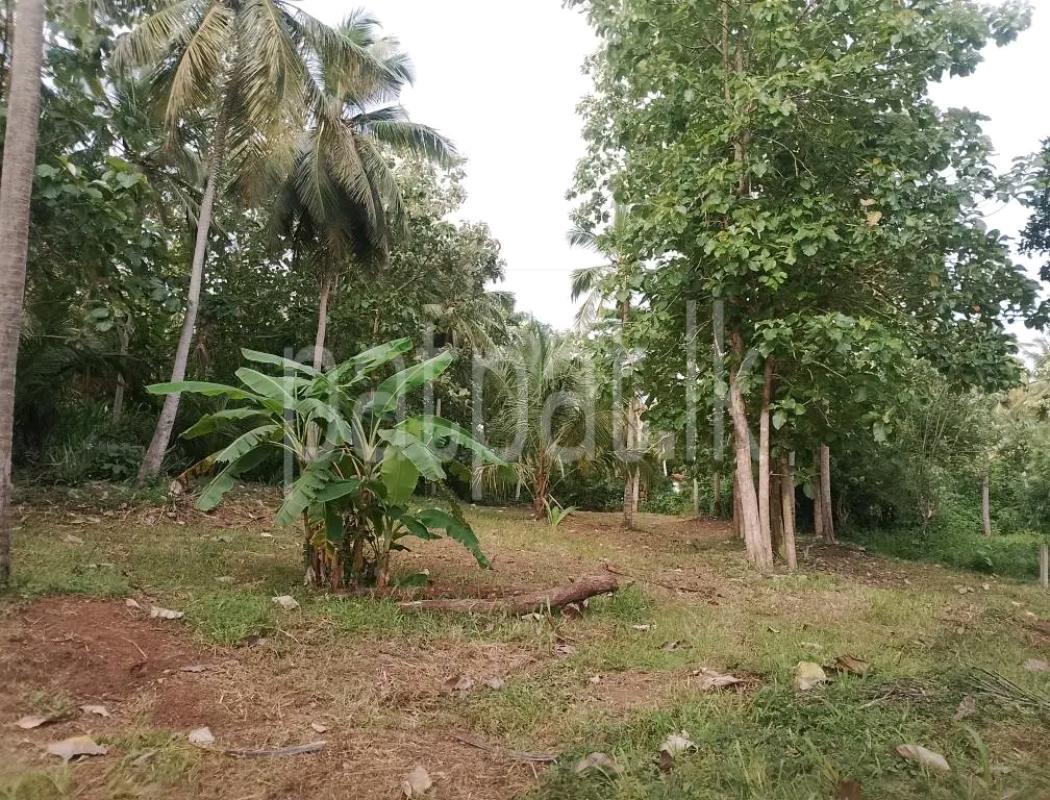 Agricultural Land for Sale in Maho