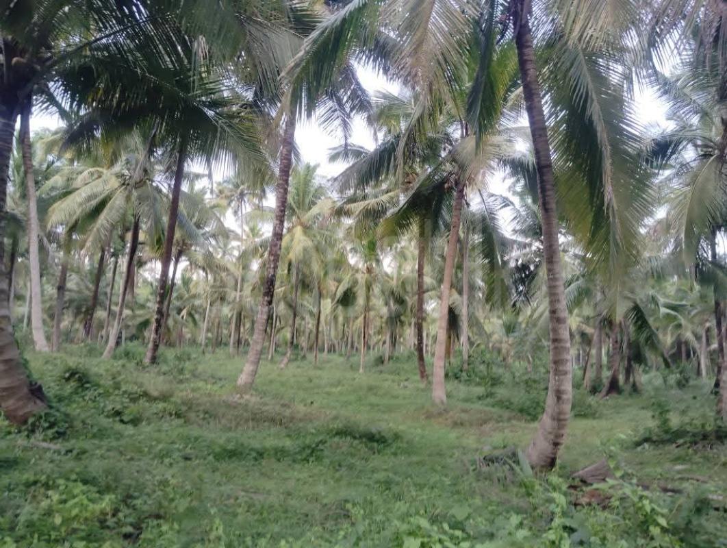 Agricultural Land for Sale in Katupota ads-image-1