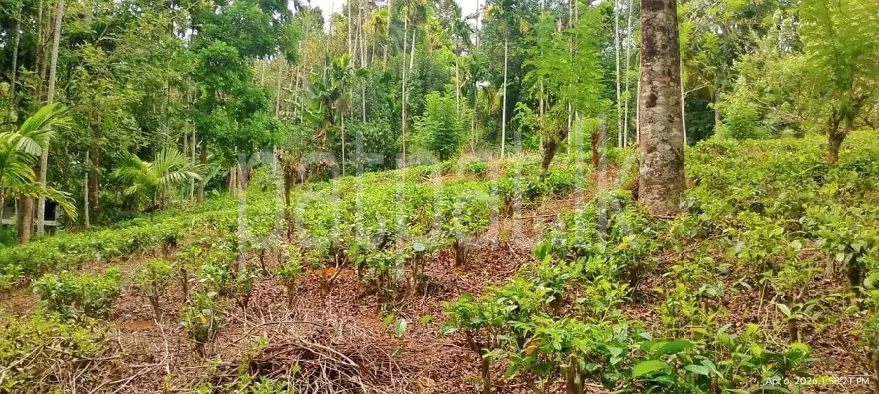 Agricultural Land for Sale in Elpitiya