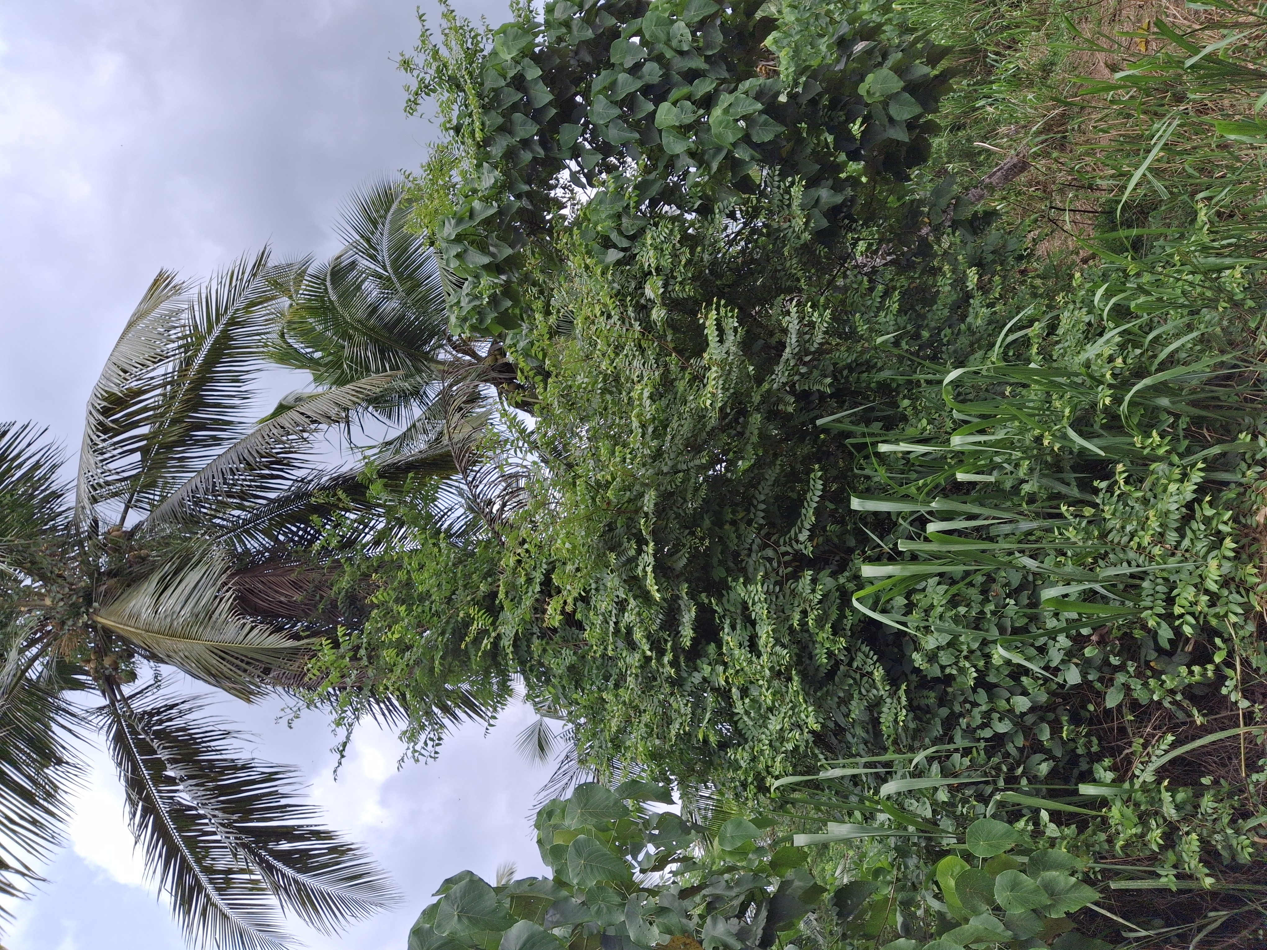 Residential Land for Sale in Nittambuwa