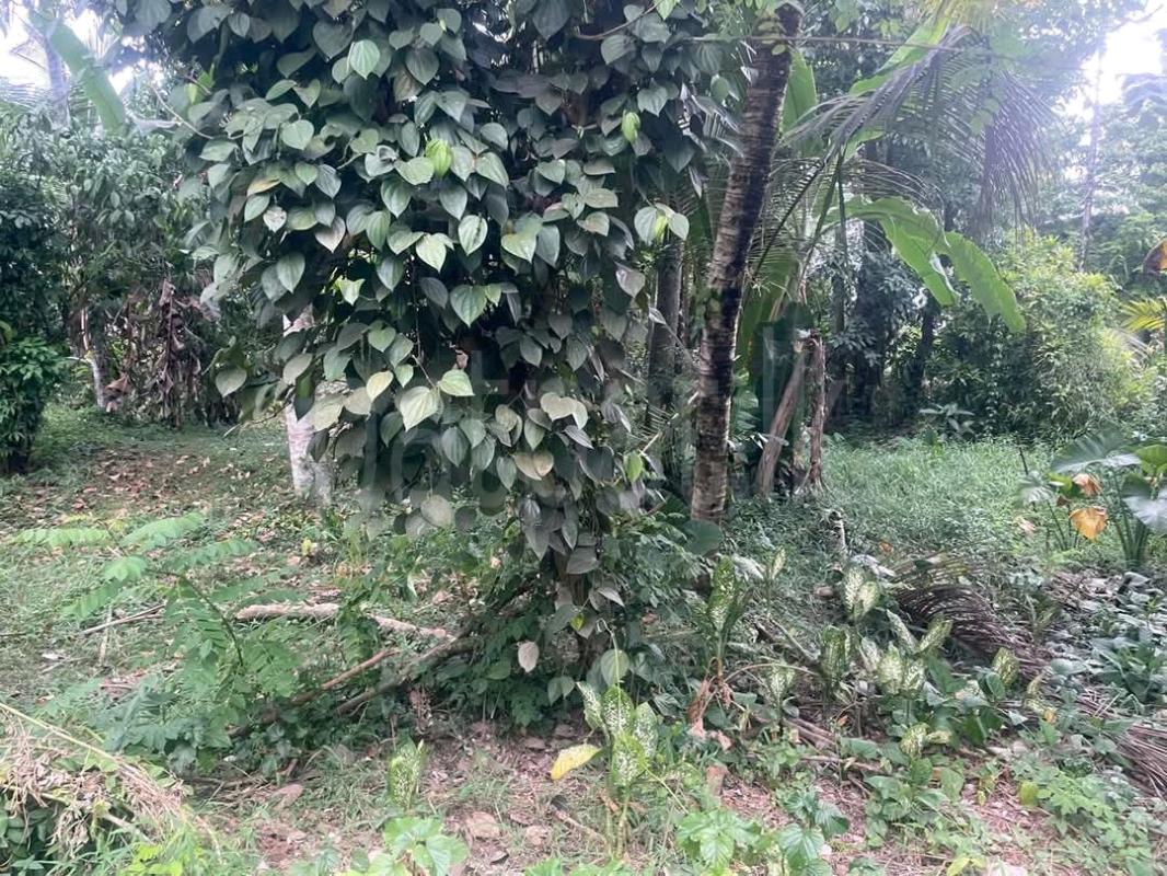 Agricultural Land for Sale in Pamunugama