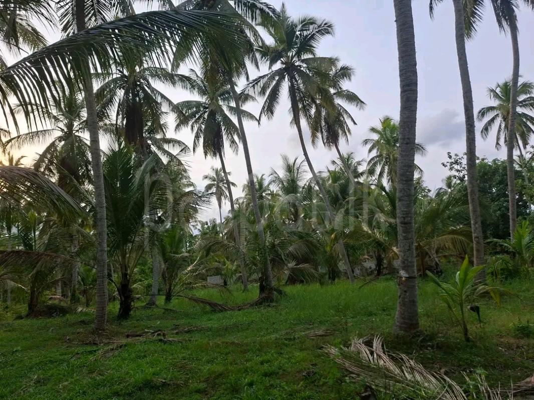 Agricultural Land for Sale in Ridigama