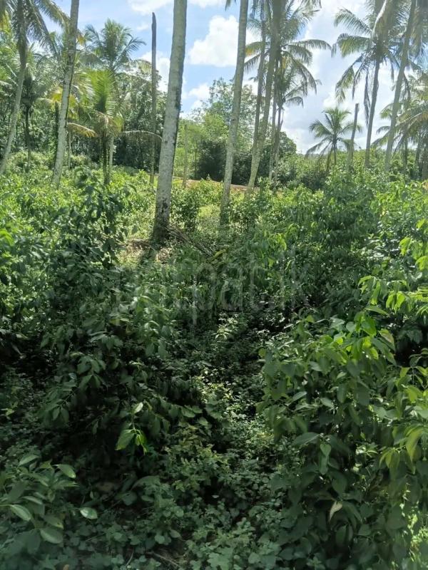 Agricultural Land for Sale in Mawathagama