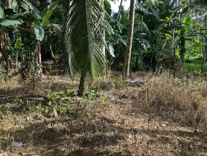 Commercial Land for Sale in Mirigama