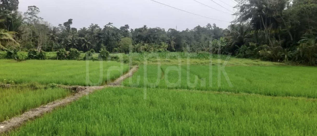 Agricultural Land for Sale in Wanchawela