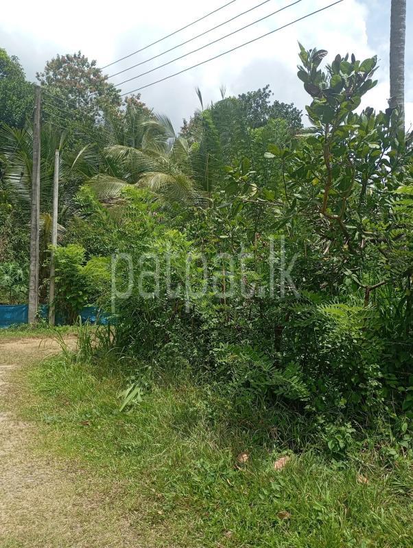 Residential Land for Sale in Narammala ads-image-1